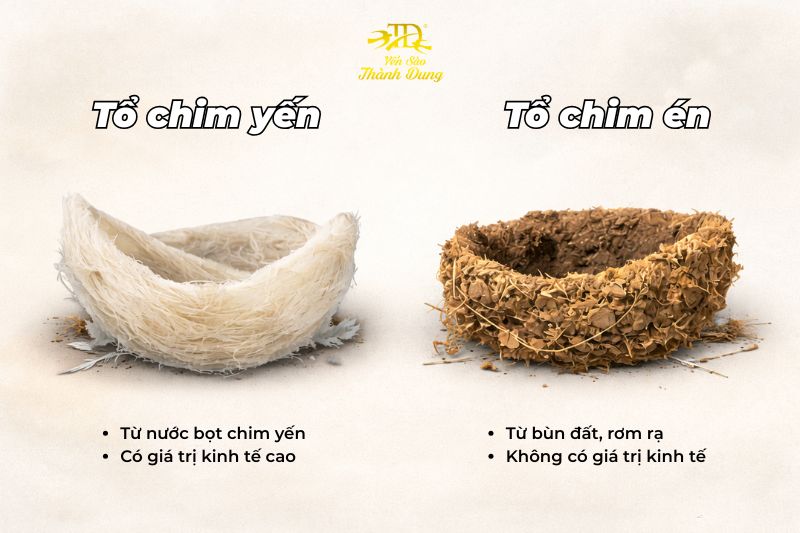 chim yến và chim én có giống nhau không